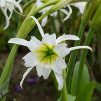 Hymenocallis Blumensamen zur Aussaat Halbschatten verträglich Traditionssorte & ohne Gentechnik Samen Hausgarten