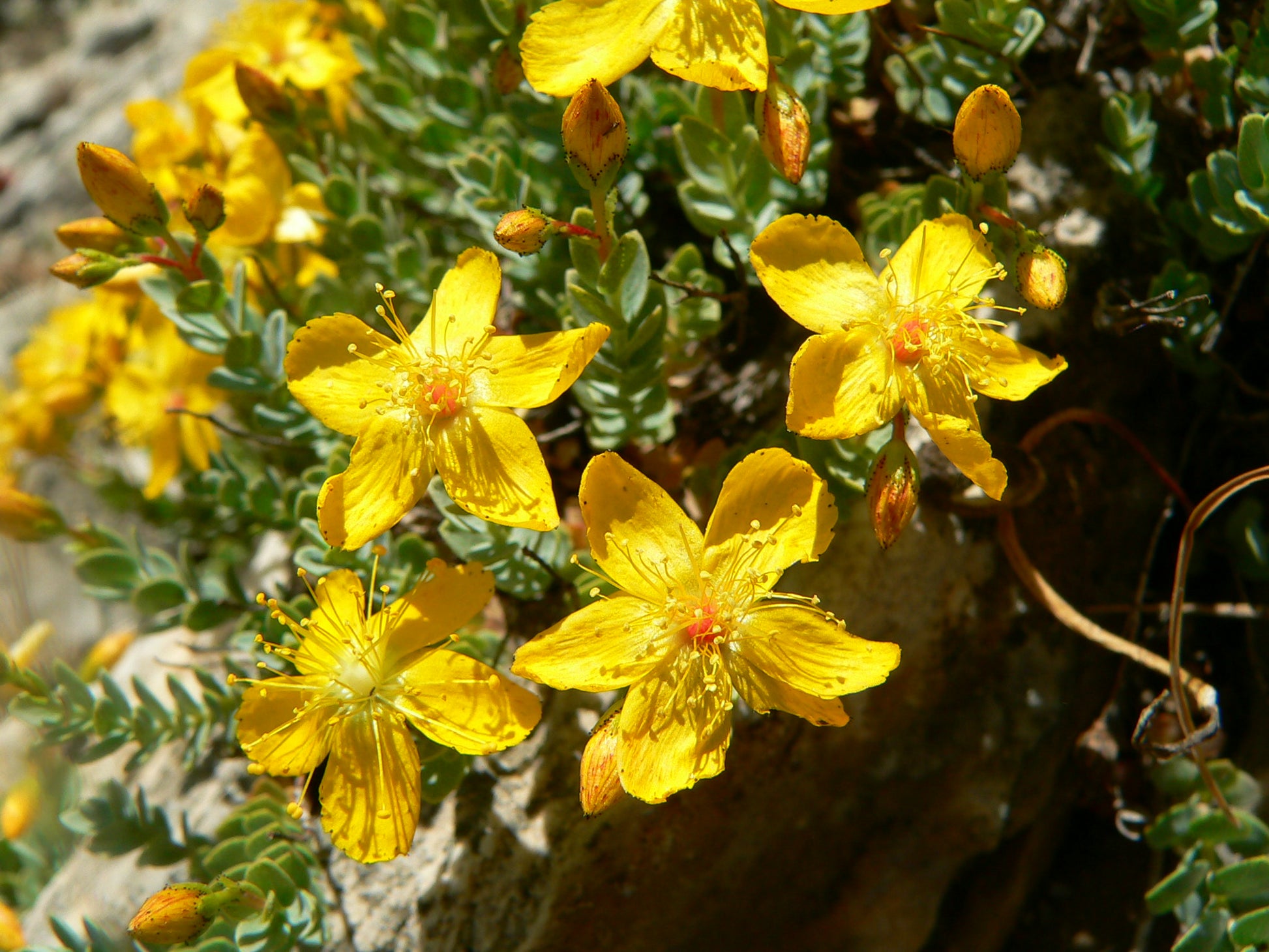 Traditionssorte Hypericum Blumensamen zur Aussaat robust Sorte Traditionssorte & ohne Gentechnik Samen Hausgarten