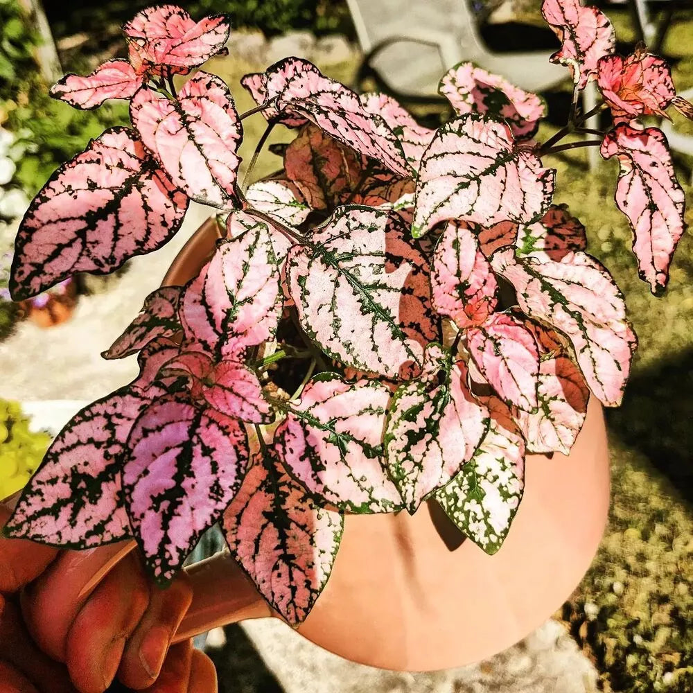 hell Rosa Grün Hypoestes Blumensamen zur Aussaat pflegeleicht Traditionssorte & ohne Gentechnik Samen Hausgarten