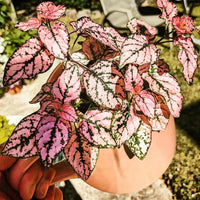 hell Rosa Grün Hypoestes Blumensamen zur Aussaat pflegeleicht Traditionssorte & ohne Gentechnik Samen Hausgarten
