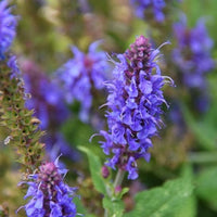 Hyssop Blumensamen zur Aussaat lang Blüte Saison Traditionssorte & ohne Gentechnik Samen Hausgarten