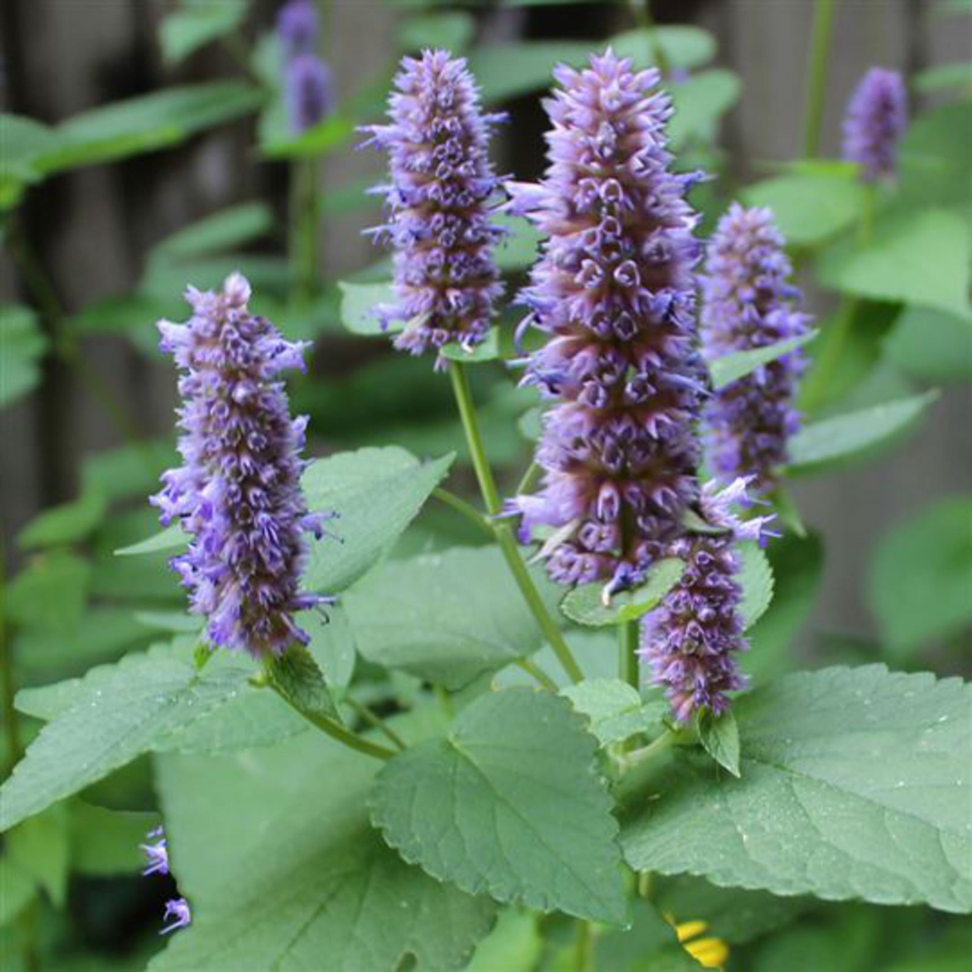 Blau hyssop flowering samen for gardens