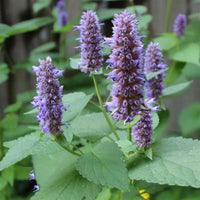 Blau hyssop flowering samen for gardens