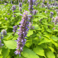 Non gmo blau hyssop samen