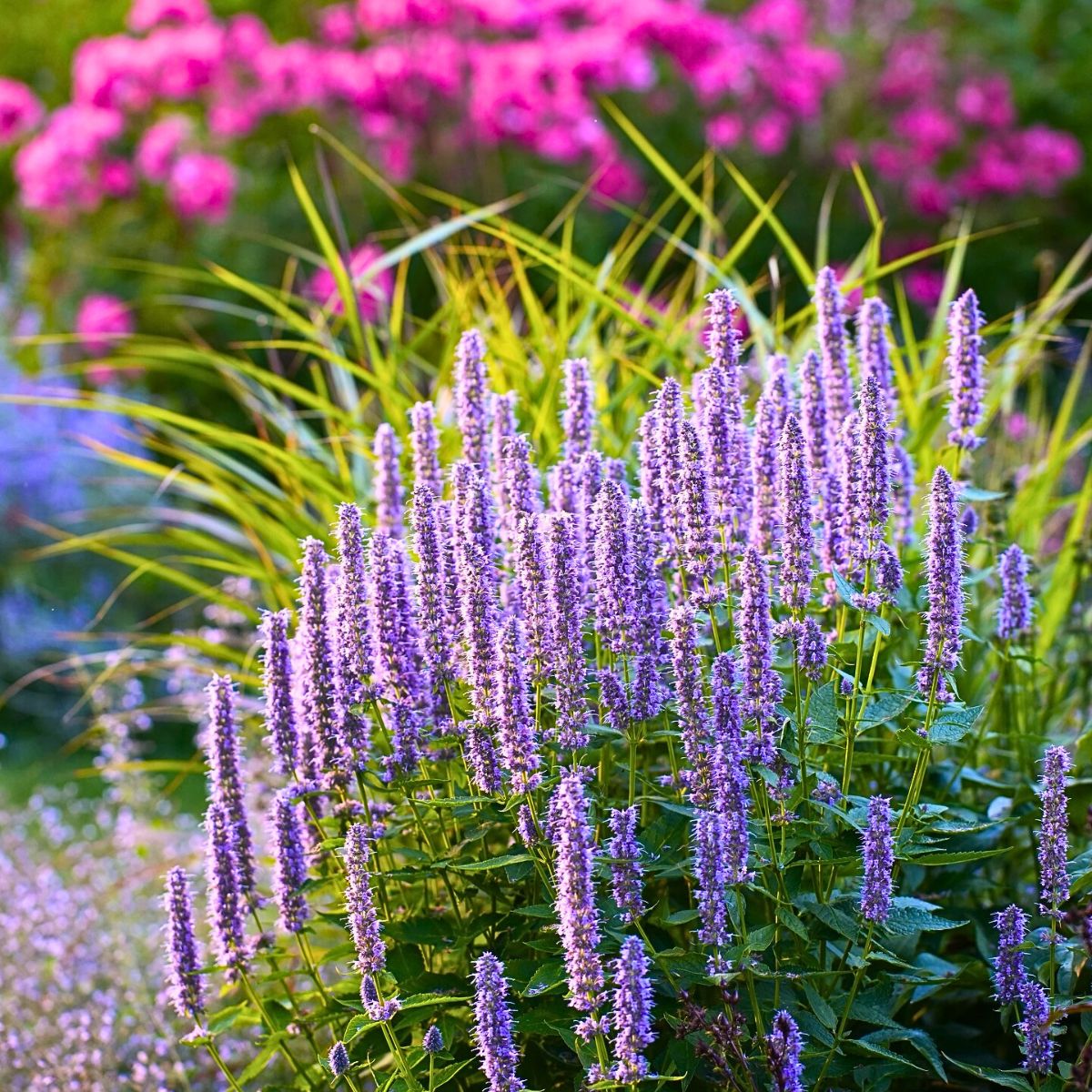 Blau hyssop samen for anpflanzung