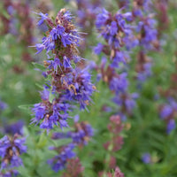 Blau Hyssopus Officinalis Blumensamen zur Aussaat – farbenfroh Schau – Traditionssorte & ohne Gentechnik Samen Hausgarten