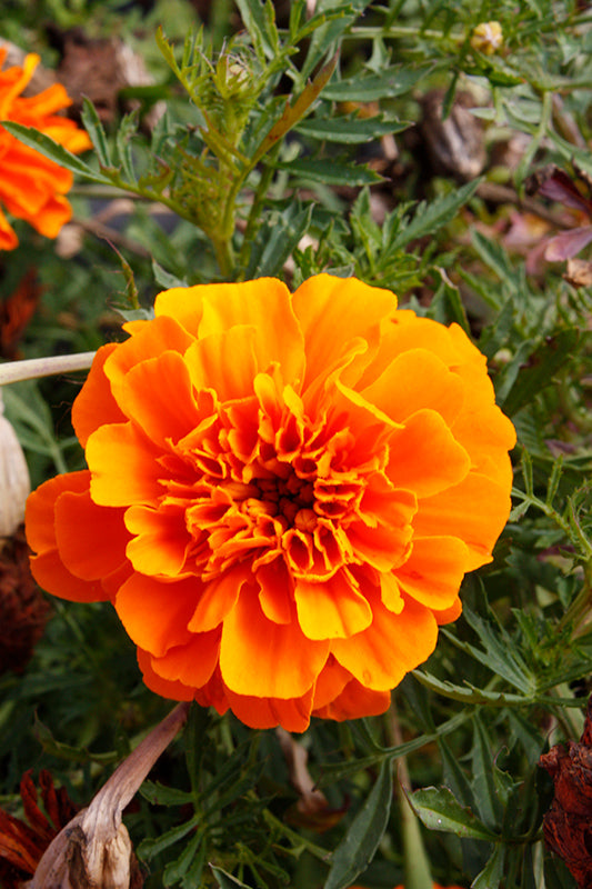 Weiß Orange Mittagsgold Blumensamen zur Aussaat – hochwertige Qualitäts- – Traditionssorte & ohne Gentechnik Samen Hausgarten