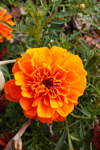 Weiß Orange Mittagsgold Blumensamen zur Aussaat – hochwertige Qualitäts- – Traditionssorte & ohne Gentechnik Samen Hausgarten