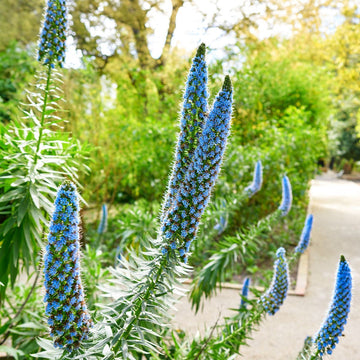 Madeira Blumensamen zur Aussaat – saisonal Dauerblüher – Traditionssorte & ohne Gentechnik Samen Hausgarten