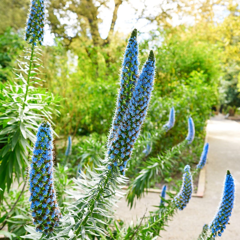 Madeira Blumensamen zur Aussaat – saisonal Dauerblüher – Traditionssorte & ohne Gentechnik Samen Hausgarten