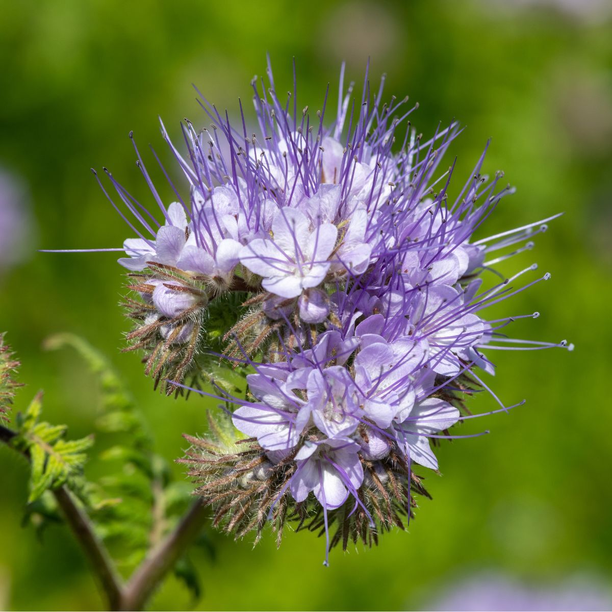 Phacelia Blumensamen zur Aussaat leuchtend Traditionssorte & ohne Gentechnik Samen Hausgarten