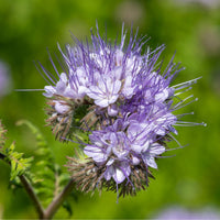 Phacelia Blumensamen zur Aussaat leuchtend Traditionssorte & ohne Gentechnik Samen Hausgarten