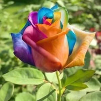 Gold Rose Blumensamen zur Aussaat – Wildblume Mischung – Traditionssorte & ohne Gentechnik Samen Hausgarten
