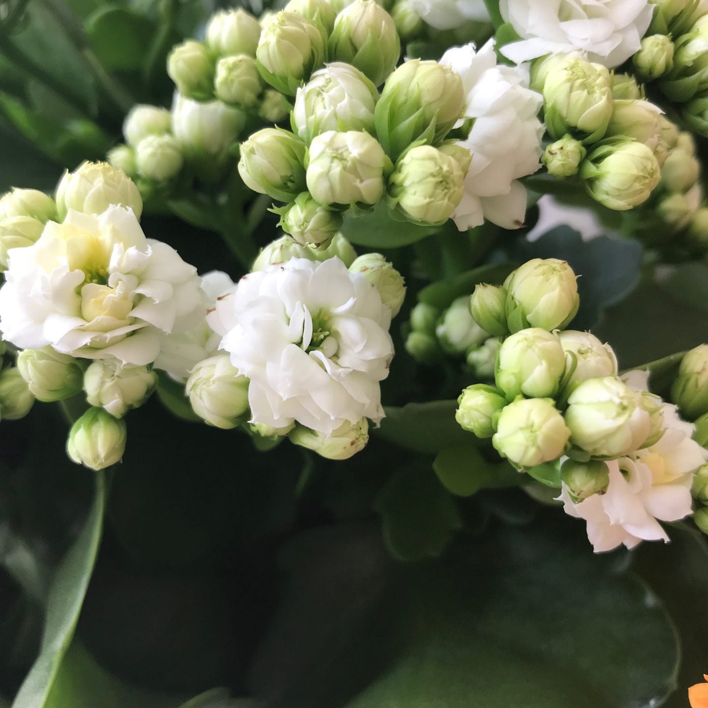 Weiß Flammendes Käthchen Blumensamen zur Aussaat – Garten beliebt – Traditionssorte & ohne Gentechnik Samen Hausgarten