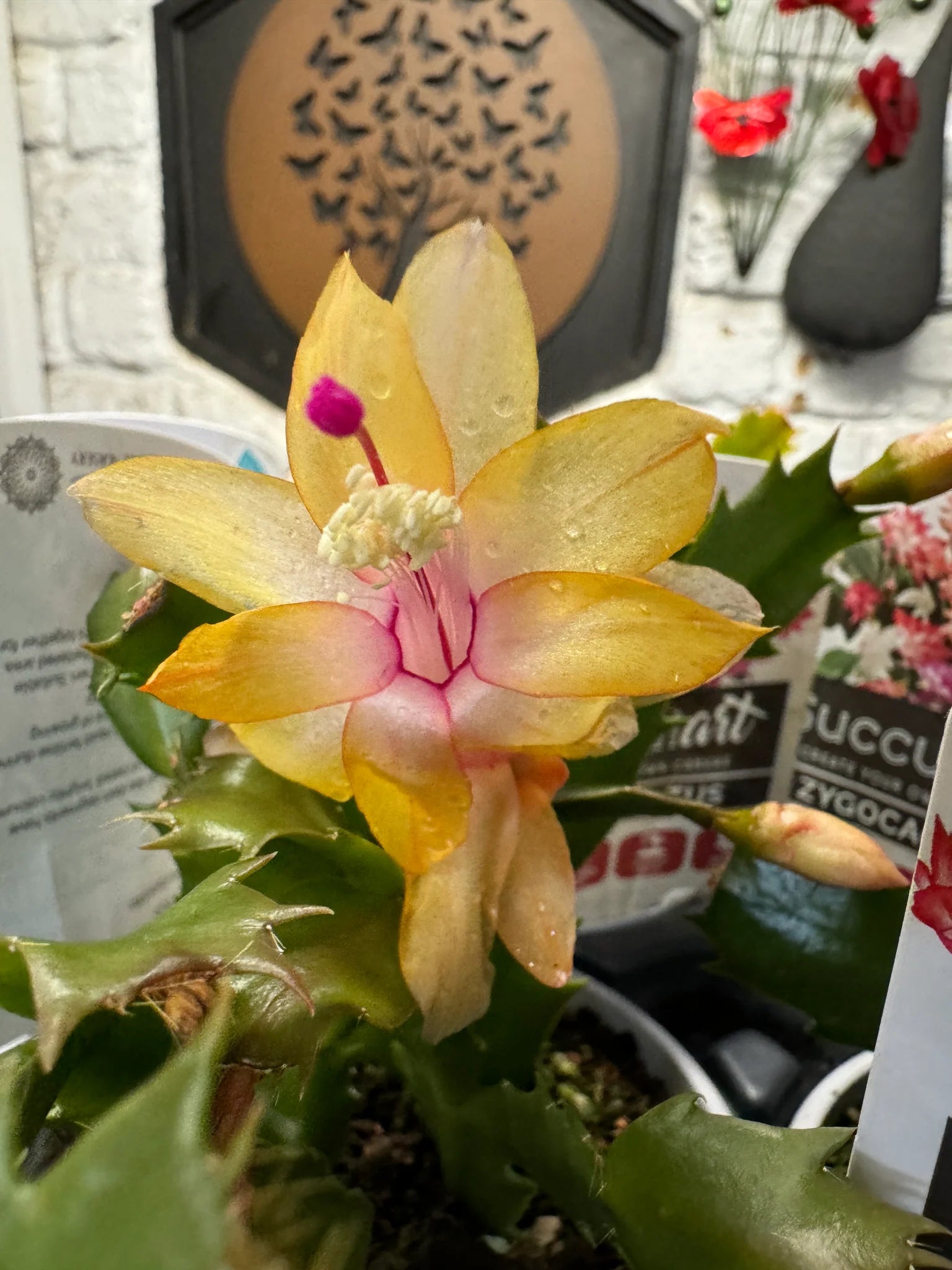 Gelb Zygocactus Truncatus Blumensamen zur Aussaat Bestäuber freundlich Traditionssorte & ohne Gentechnik Samen Hausgarten