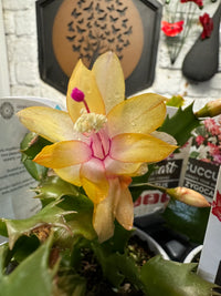 Gelb Zygocactus Truncatus Blumensamen zur Aussaat Bestäuber freundlich Traditionssorte & ohne Gentechnik Samen Hausgarten