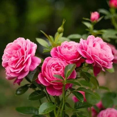 kletternd Rose Blumensamen zur Aussaat – Bestäuber freundlich – Traditionssorte & ohne Gentechnik Samen Hausgarten