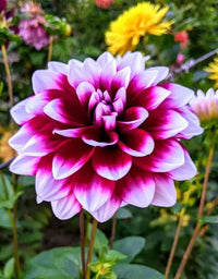 Dahlie Blumensamen zur Aussaat kompakt Wuchs Traditionssorte & ohne Gentechnik Samen Hausgarten