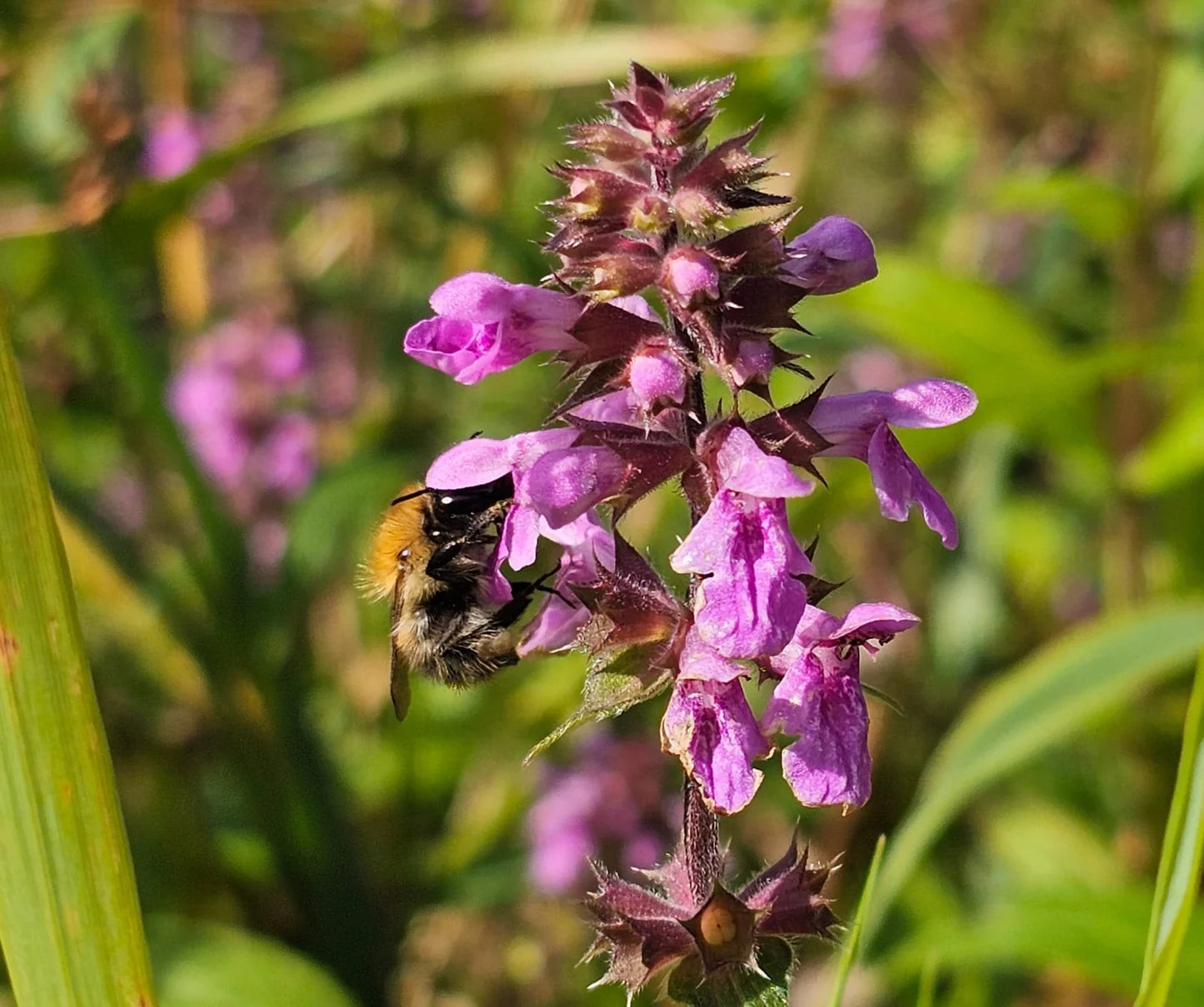 Lila Marsh Woundwort Blumensamen zur Aussaat saisonal Dauerblüher Traditionssorte & ohne Gentechnik Samen Hausgarten