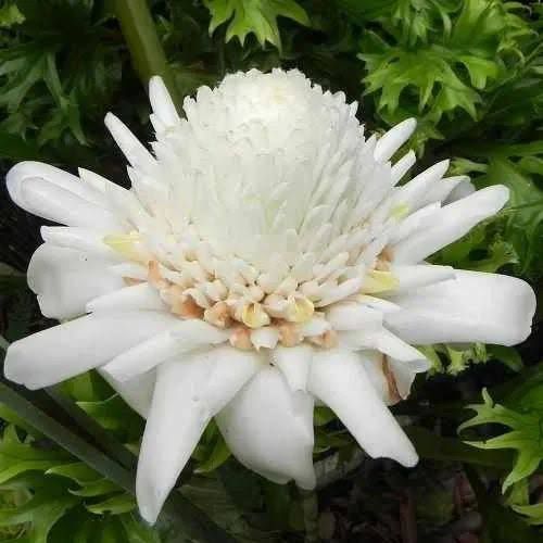 Weiß Etlingera Elatior Blumensamen zur Aussaat Anzucht Traditionssorte & ohne Gentechnik Samen Hausgarten