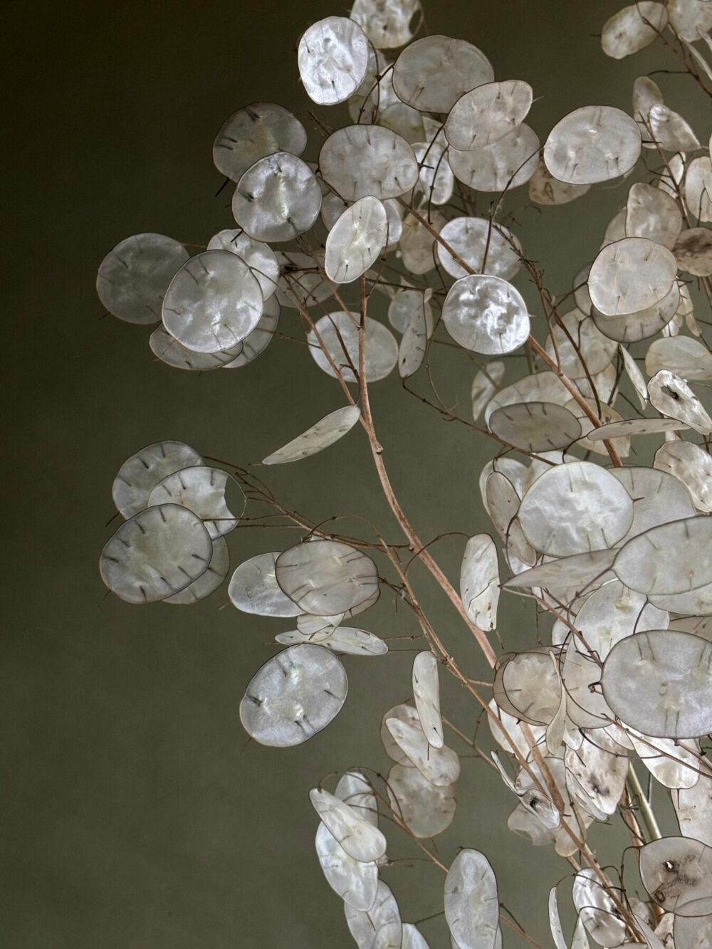 Lunaria Blumensamen zur Aussaat farbenfroh Schau Traditionssorte & ohne Gentechnik Samen Hausgarten