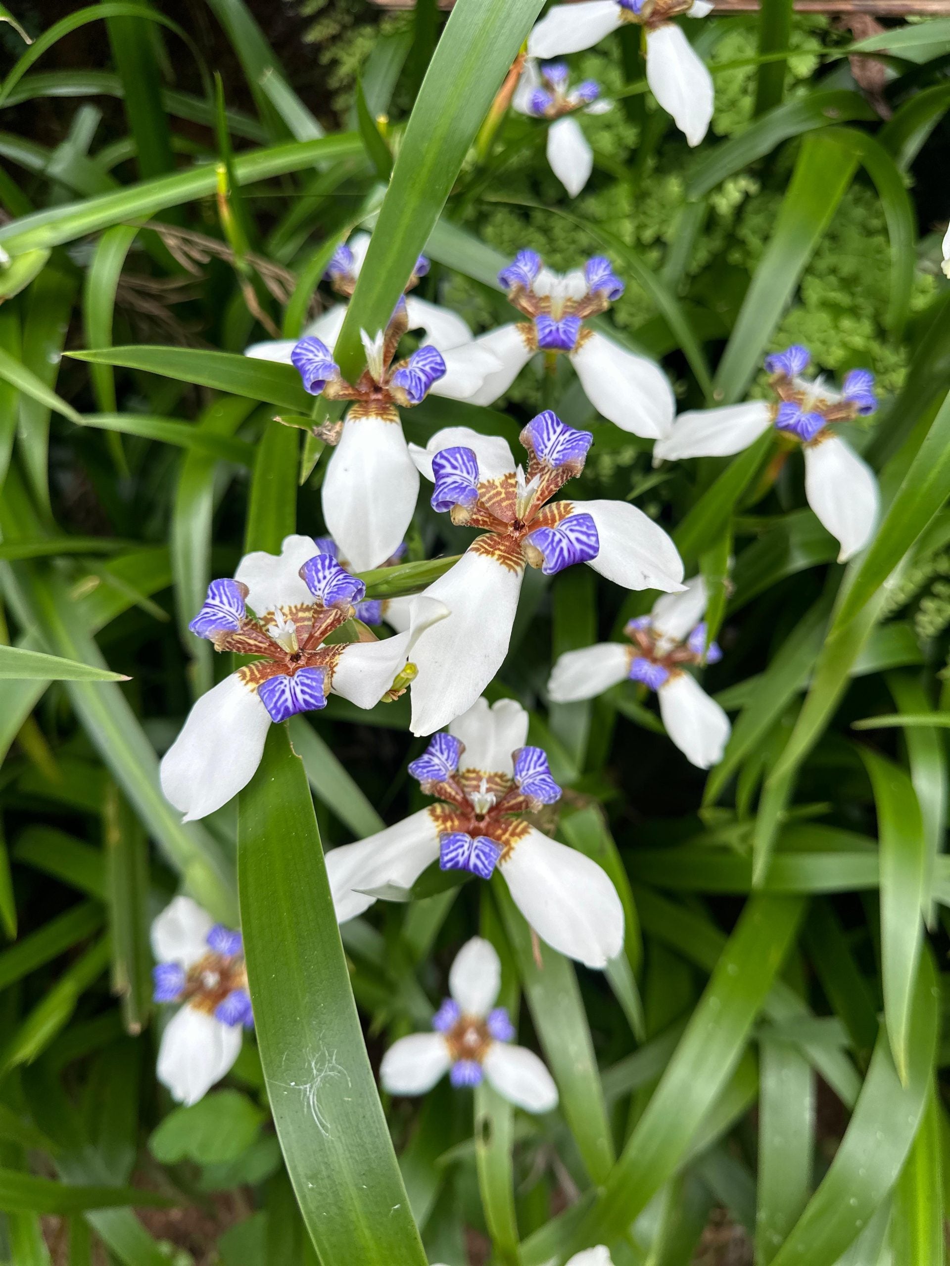 Gracilis Blumensamen zur Aussaat farbenfroh Schau Traditionssorte & ohne Gentechnik Samen Hausgarten