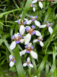 Gracilis Blumensamen zur Aussaat farbenfroh Schau Traditionssorte & ohne Gentechnik Samen Hausgarten