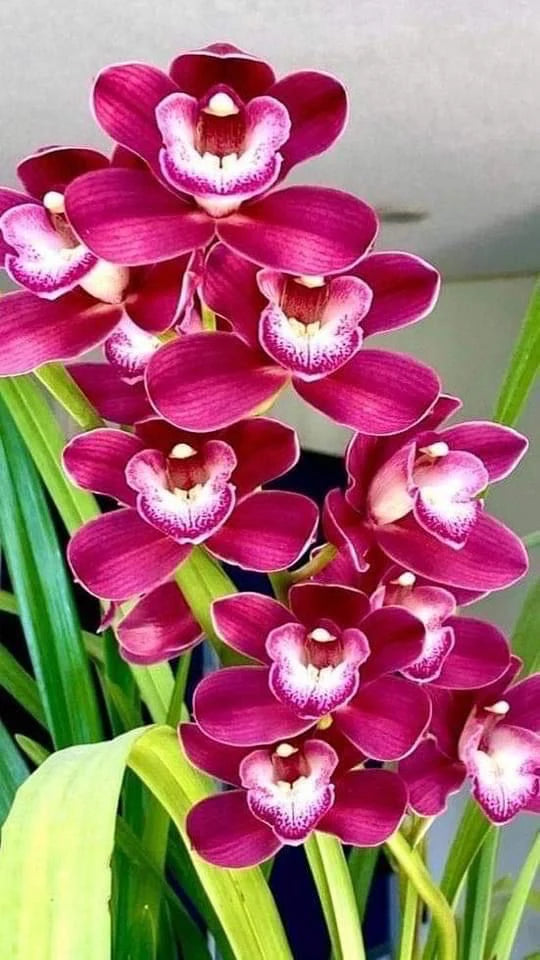 Mélange de graines d’orchidée papillon à semer, variété d’orchidée