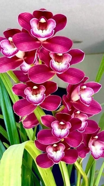 Schmetterlingsorchidee Mischung Blumensamen zur Aussaat Orchidee Sorte