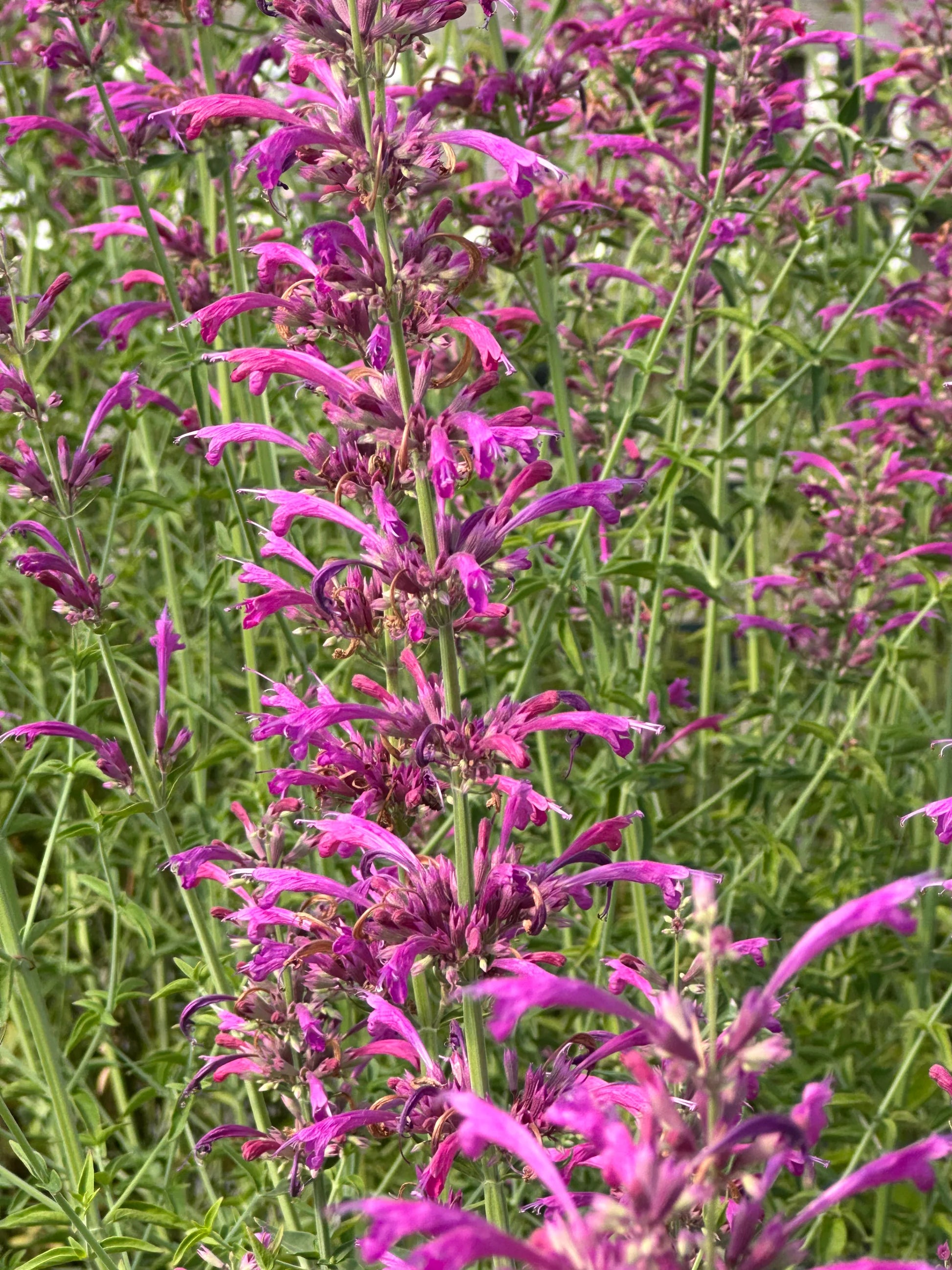 Agastache Cana Blumensamen – einzigartig Bodendecker exotisch Blüten