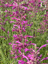 Agastache Cana Blumensamen – einzigartig Bodendecker exotisch Blüten