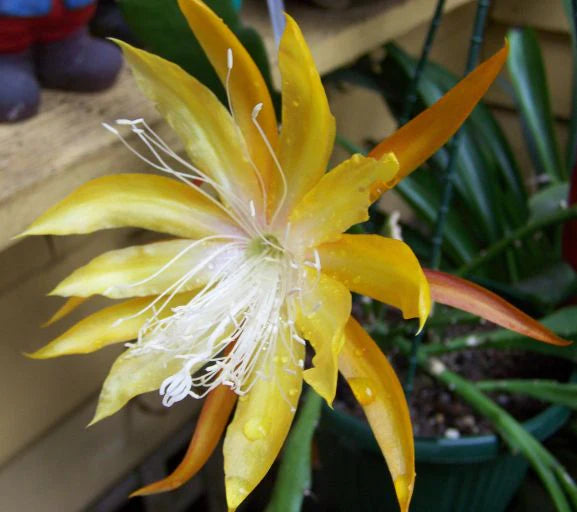 Epiphyllum Blumensamen zur Aussaat pflegeleicht Traditionssorte & ohne Gentechnik Samen Hausgarten