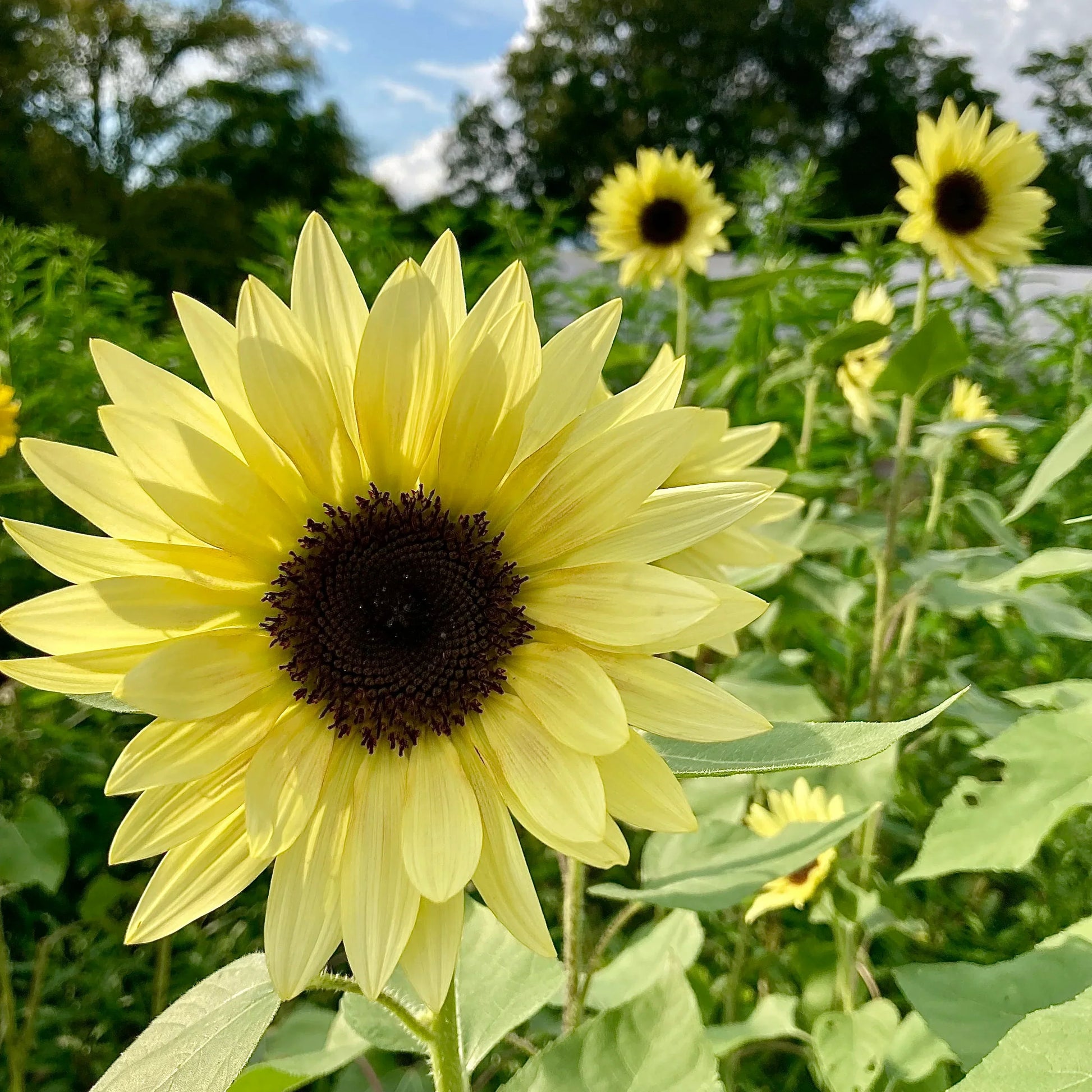 Light gelb sunflower samen for anpflanzung