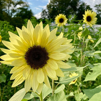 Light gelb sunflower samen for anpflanzung