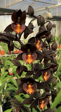 Schwarz Cymbidium Orchidee Blumensamen zur Aussaat – leuchtend Blüten – Traditionssorte & ohne Gentechnik Samen Hausgarten