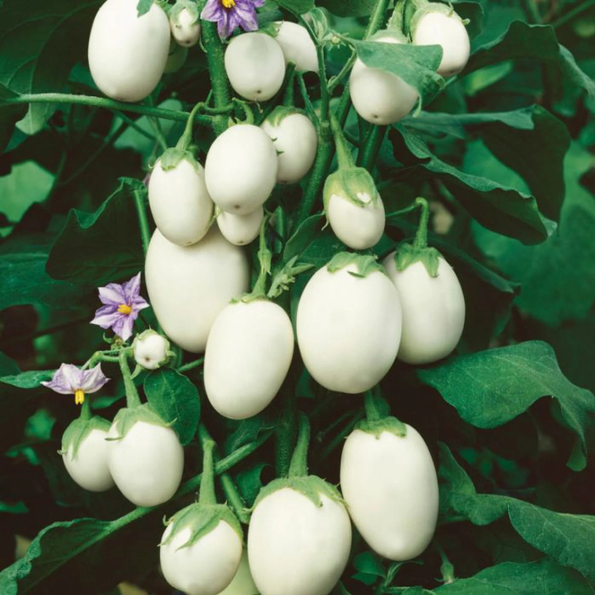 Weiß Eggplant Samen zum Pflanzen  Seed for Flavorful Gemüses in Your Home Garden