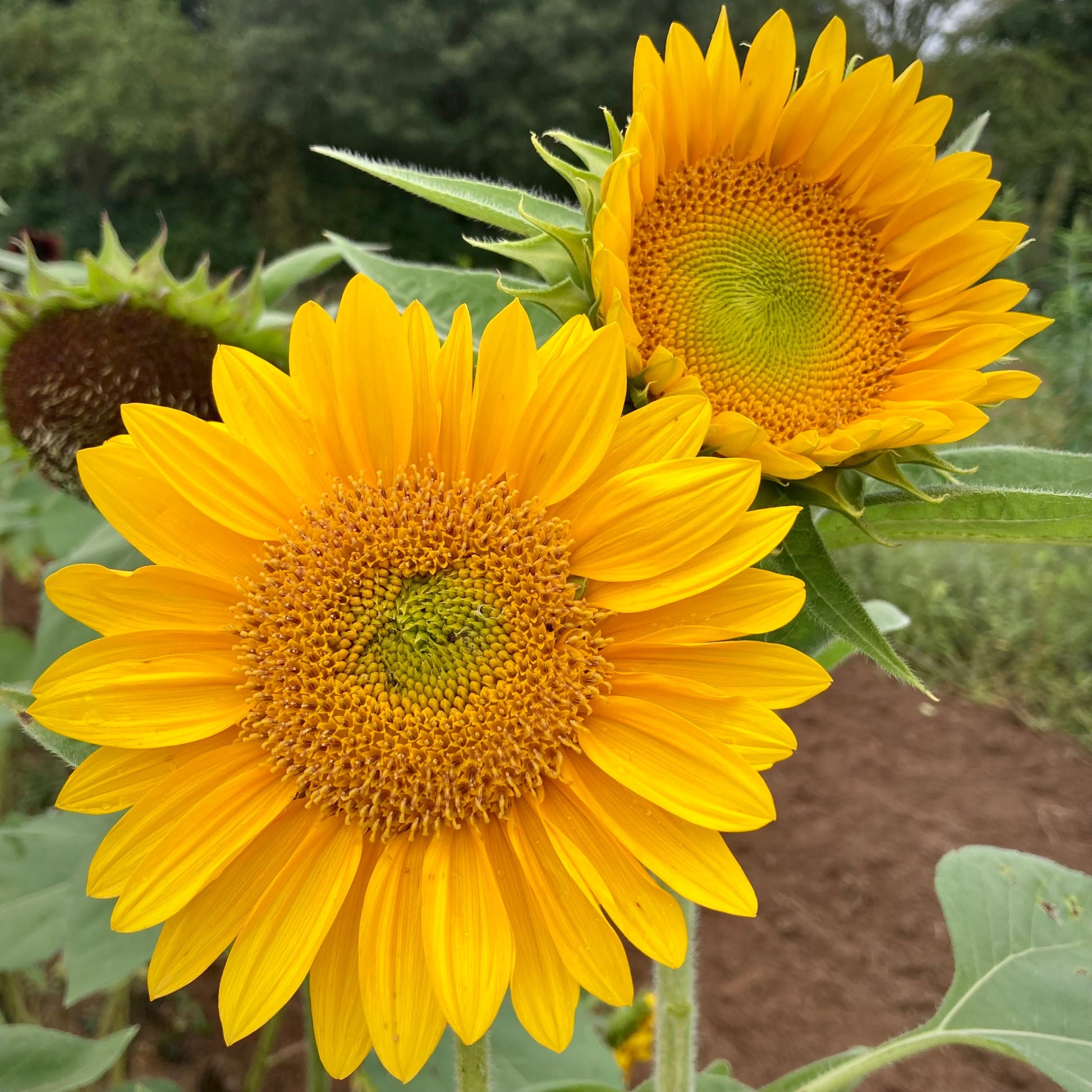 Sunrich Gold Helianthus annuus Sonnenblume Samen zur Aussaat Garten