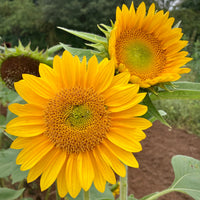 Sunrich Gold Helianthus annuus Sonnenblume Samen zur Aussaat Garten