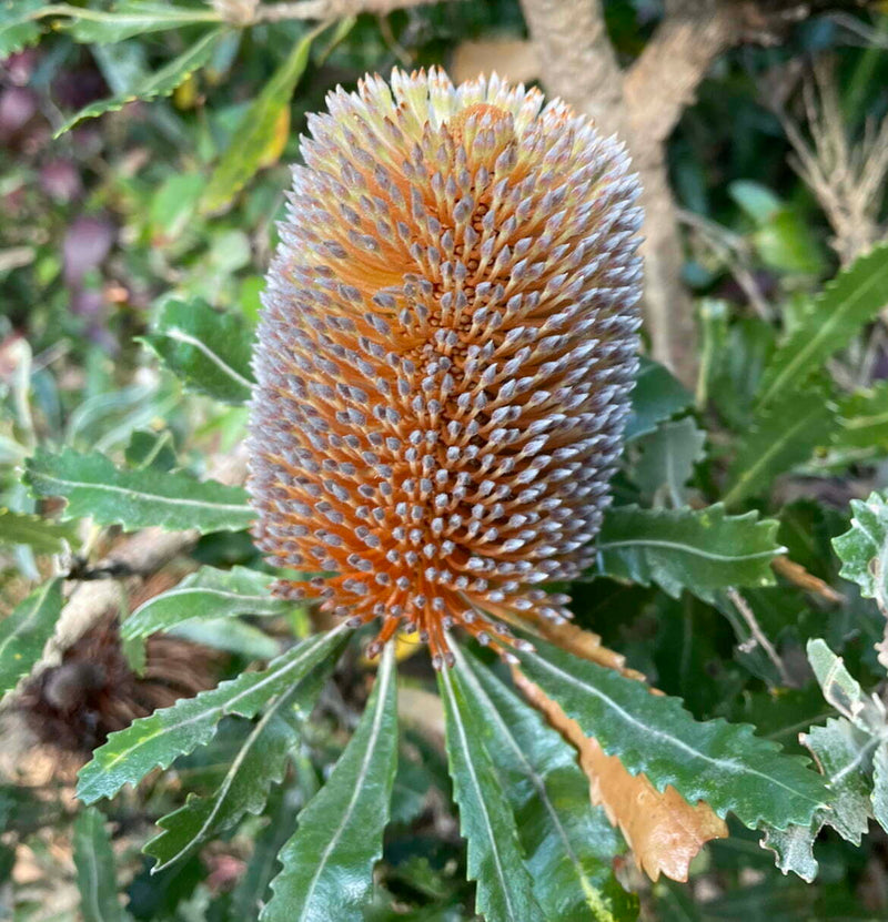 Semi di Banksia da seminare, dai colori vivaci, varietà tradizionale e senza OGM, semi per il giardino domestico