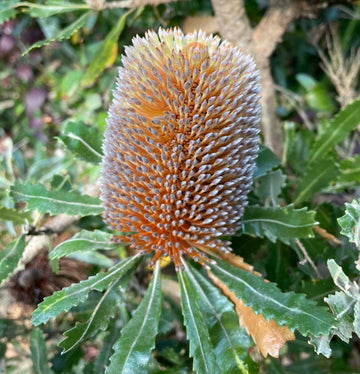 Banksia Blumensamen zur Aussaat farbenfroh Schau Traditionssorte & ohne Gentechnik Samen Hausgarten