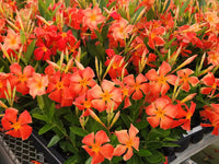Mandevilla Orange Blumensamen leuchtend Garten Aussaat