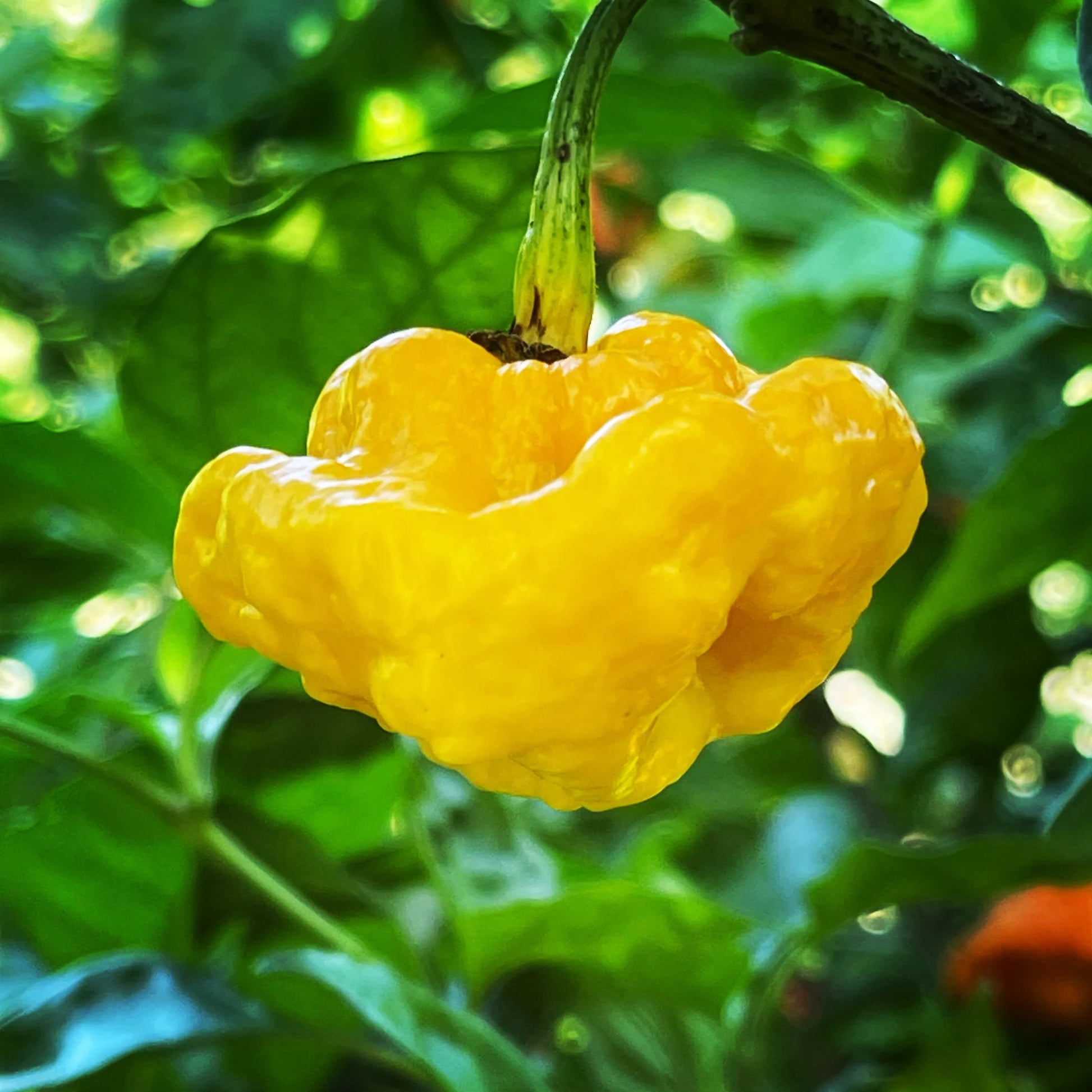 MOA Gelb Scotch Bonnet Pepper Samen zum Pflanzen