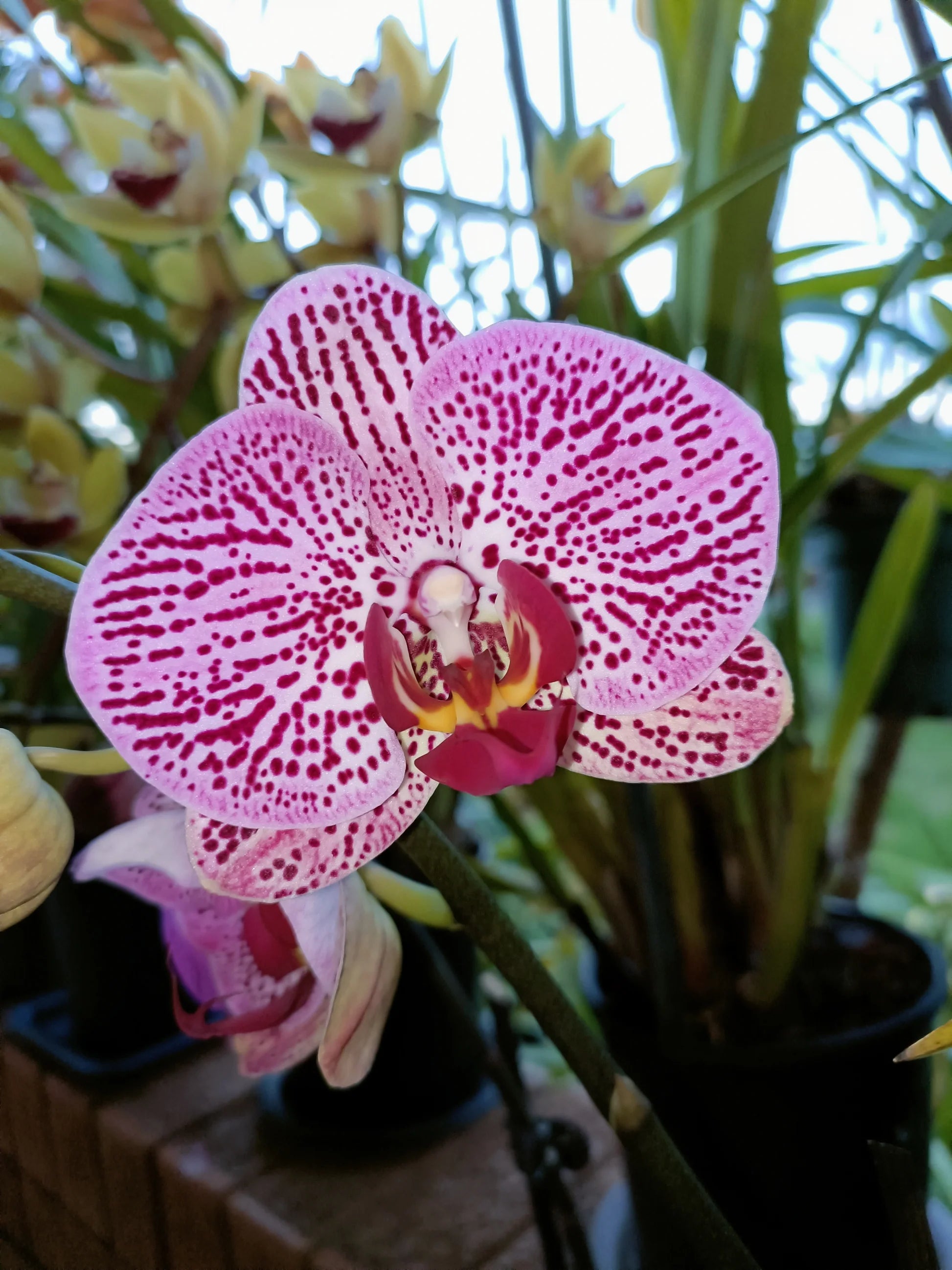 Schmetterling Orchids Blumensamen zur Aussaat – robust Sorte – Traditionssorte & ohne Gentechnik Samen Hausgarten