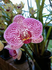 Schmetterlingsorchidee Orchidee Blumensamen zur Aussaat – ideal Rabatten – Traditionssorte & ohne Gentechnik Samen Hausgarten