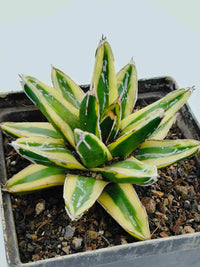 Grün Victoria Agave Utahensis Blumensamen zur Aussaat – farbenfroh Schau – Traditionssorte & ohne Gentechnik Samen Hausgarten