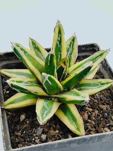 Grün Victoria Agave Utahensis Blumensamen zur Aussaat – farbenfroh Schau – Traditionssorte & ohne Gentechnik Samen Hausgarten
