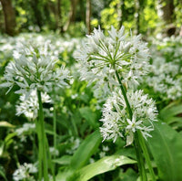 Ramsons Blumensamen zur Aussaat – ideal Rabatten – Traditionssorte & ohne Gentechnik Samen Hausgarten