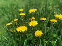 Taraxacum Blumensamen zur Aussaat Landhaus Garten wichtig Traditionssorte & ohne Gentechnik Samen Hausgarten