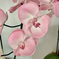 klein Rosa Schmetterlingsorchidee Orchidee Blumensamen zur Aussaat – farbenfroh Schau – Traditionssorte & ohne Gentechnik Samen Hausgarten