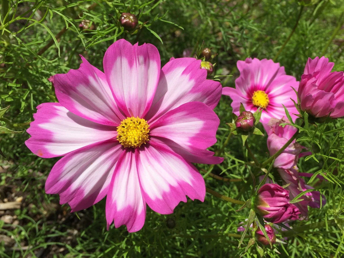 Rosa Weiß Univalve Blumensamen zur Aussaat – Anzucht – Traditionssorte & ohne Gentechnik Samen Hausgarten
